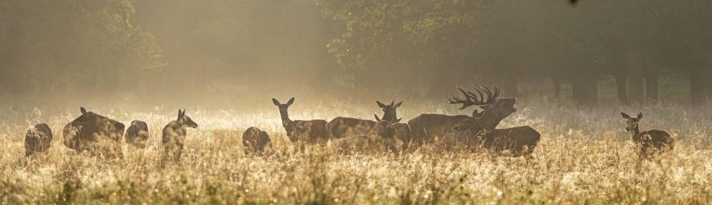 Hegegemeinschaft Hochwild Usedom